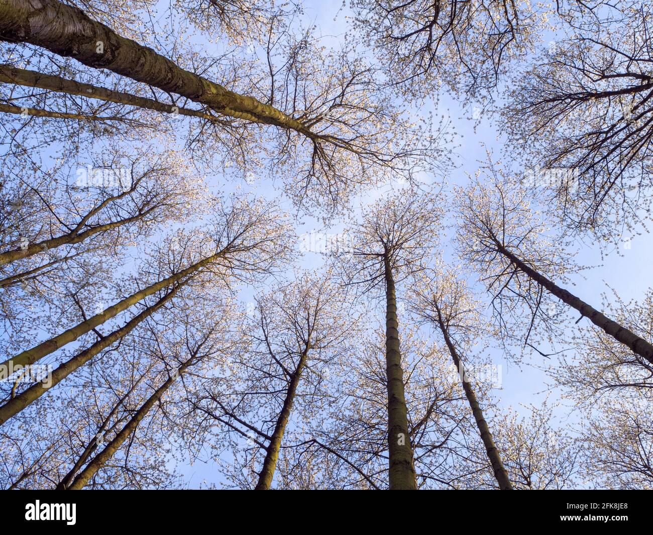Tall Wild Cherry Trees in a woodland, reaching for the sky. Crown shyness with blossom against a blue sky in fine Spring weather. Stock Photo