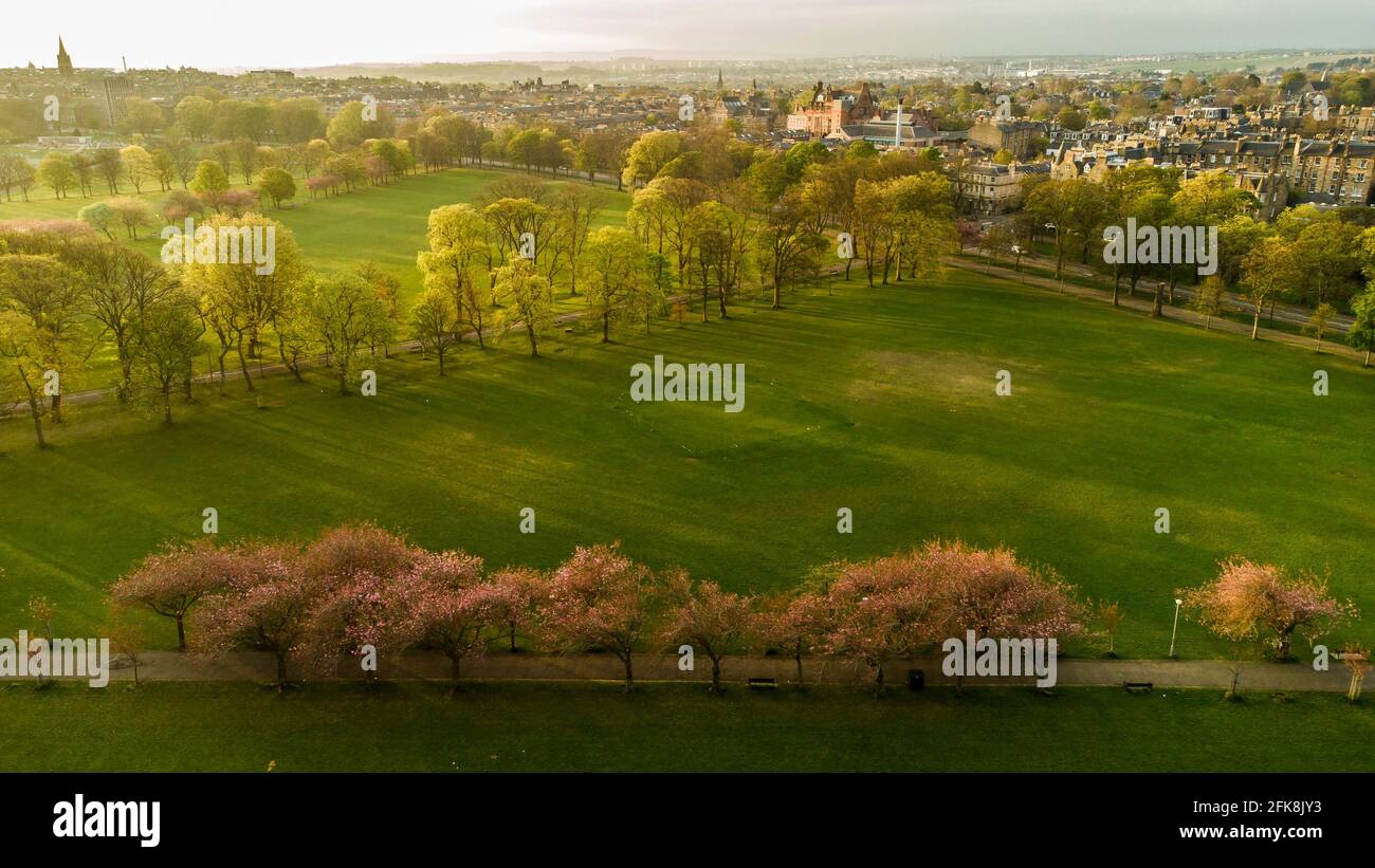 Aerial pictures Edinburgh's Meadows of which its cherry blossoms are in