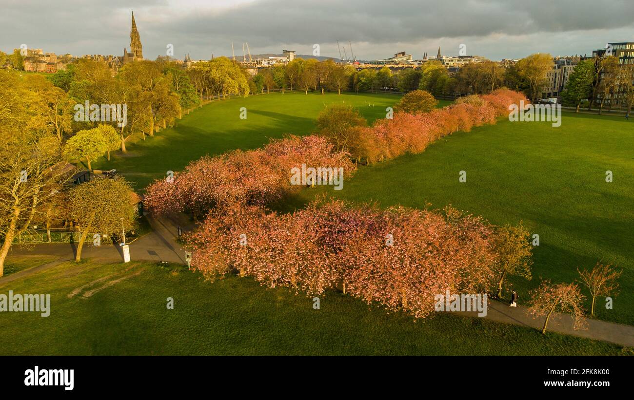 Aerial pictures Edinburgh's Meadows of which its cherry blossoms are in