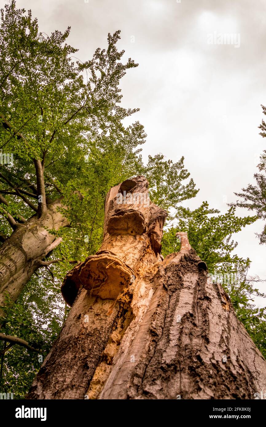 Vertical low angle shot of tree trunks in a forest with fungi growing ...