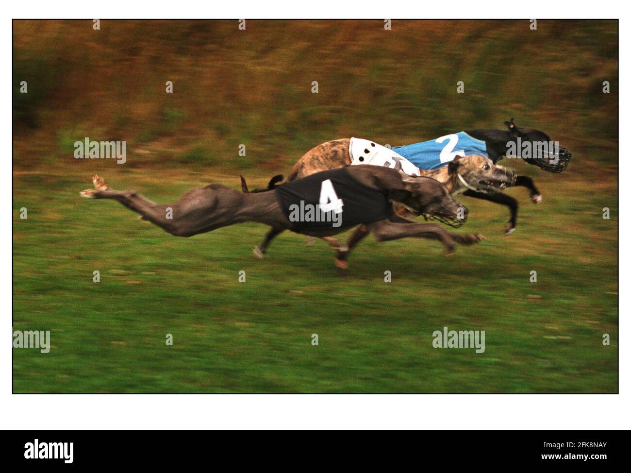 WHIPPET RACING AT THE JOLLY FRIAR PUB IN BLIDWORTH AUG 2000 NEAR