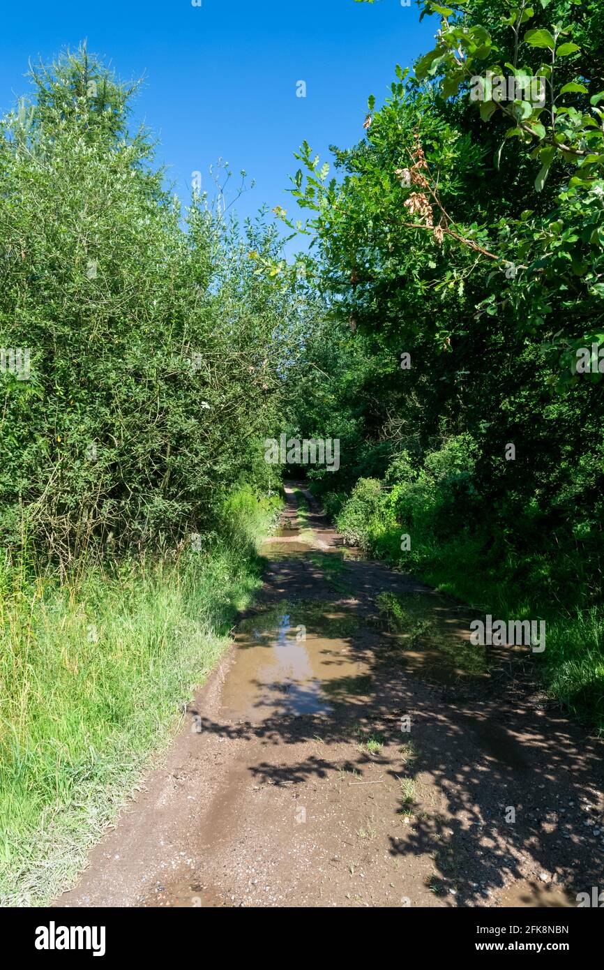 Vertical shot road forest hi-res stock photography and images - Alamy