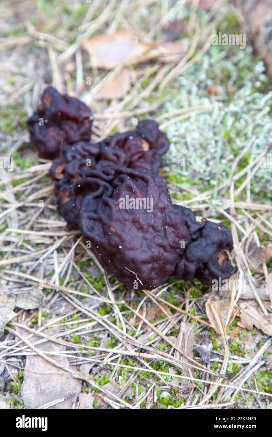 Gyromitra esculenta Stock Photo