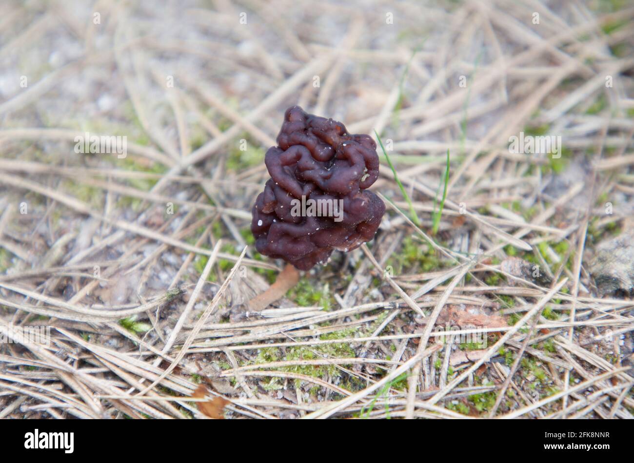 Gyromitra esculenta Stock Photo