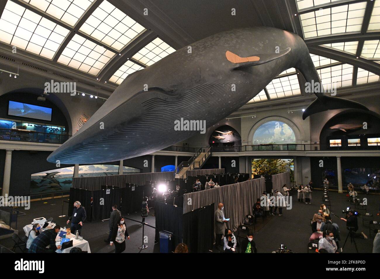 People receive COVID-19 vaccines under a blue whale model with band-aid at a vaccination site in the American Museum of Natural History on April 23, 2 Stock Photo