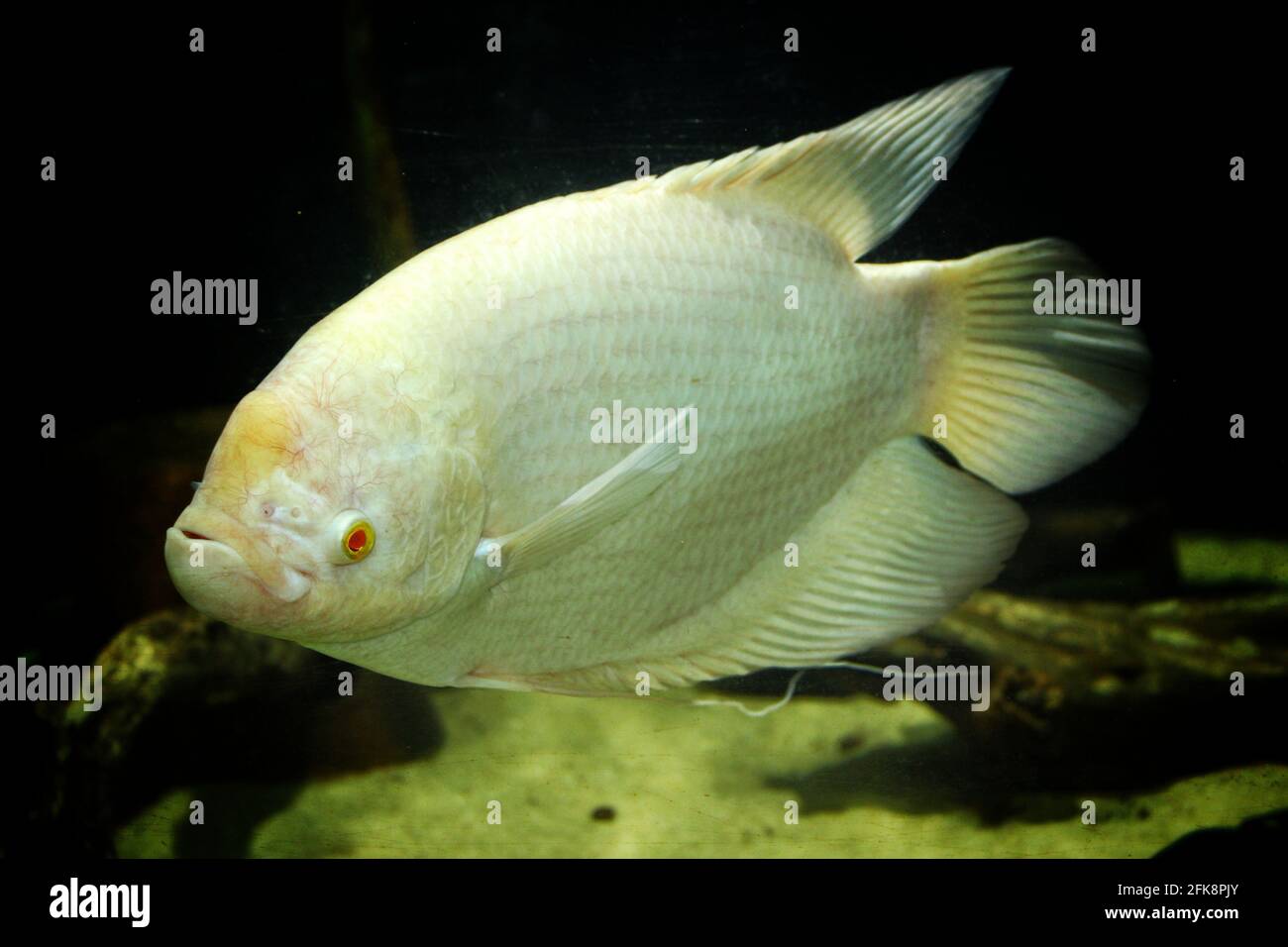 Giant gourami (Osphronemus goramy) fish albino Stock Photo