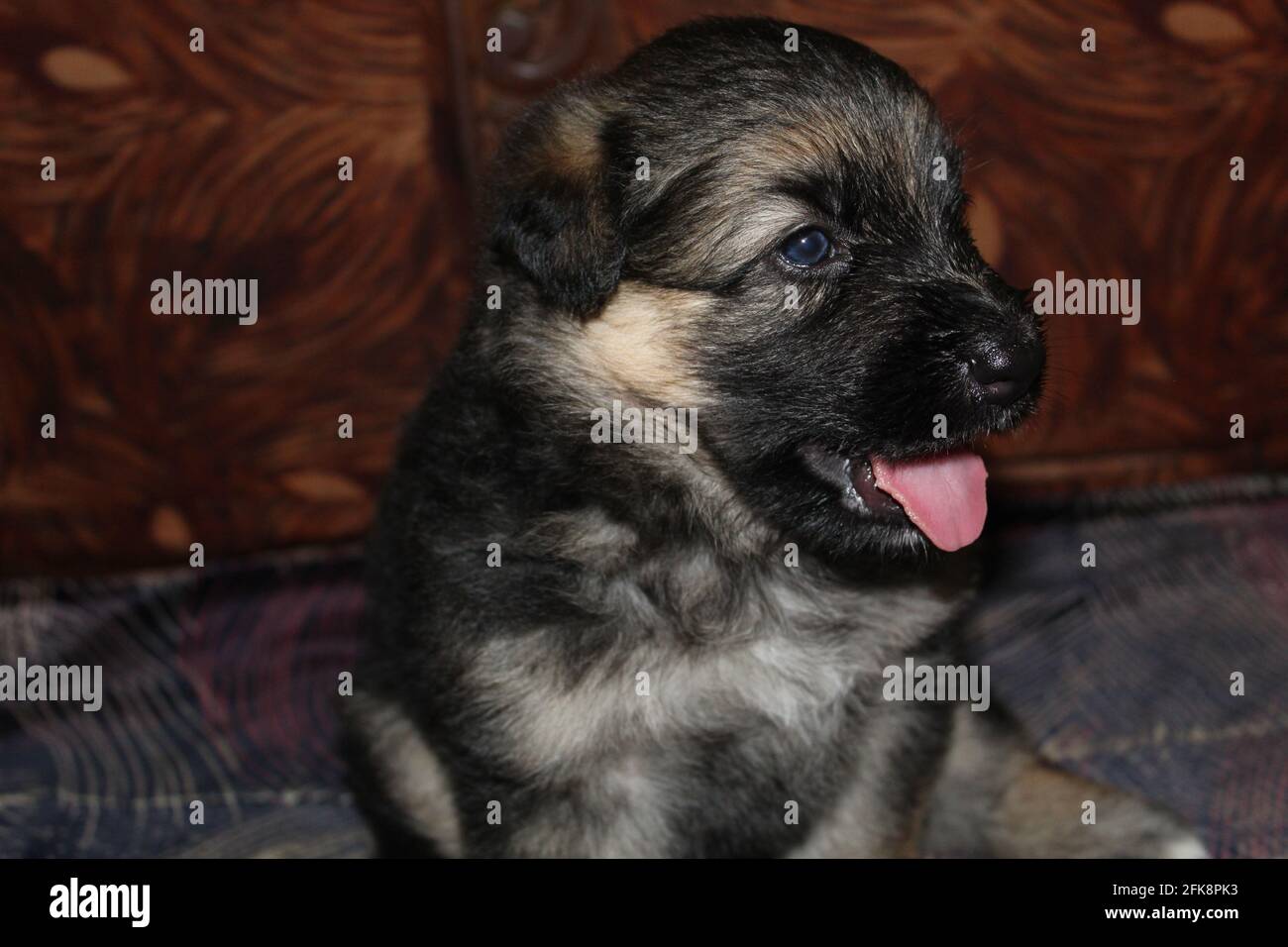 Cute Estrela mountain puppy Stock Photo
