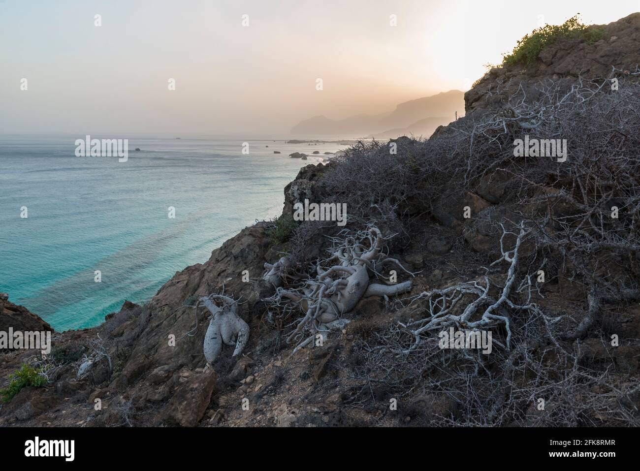 Adenium Tree High Resolution Stock Photography and Images - Alamy