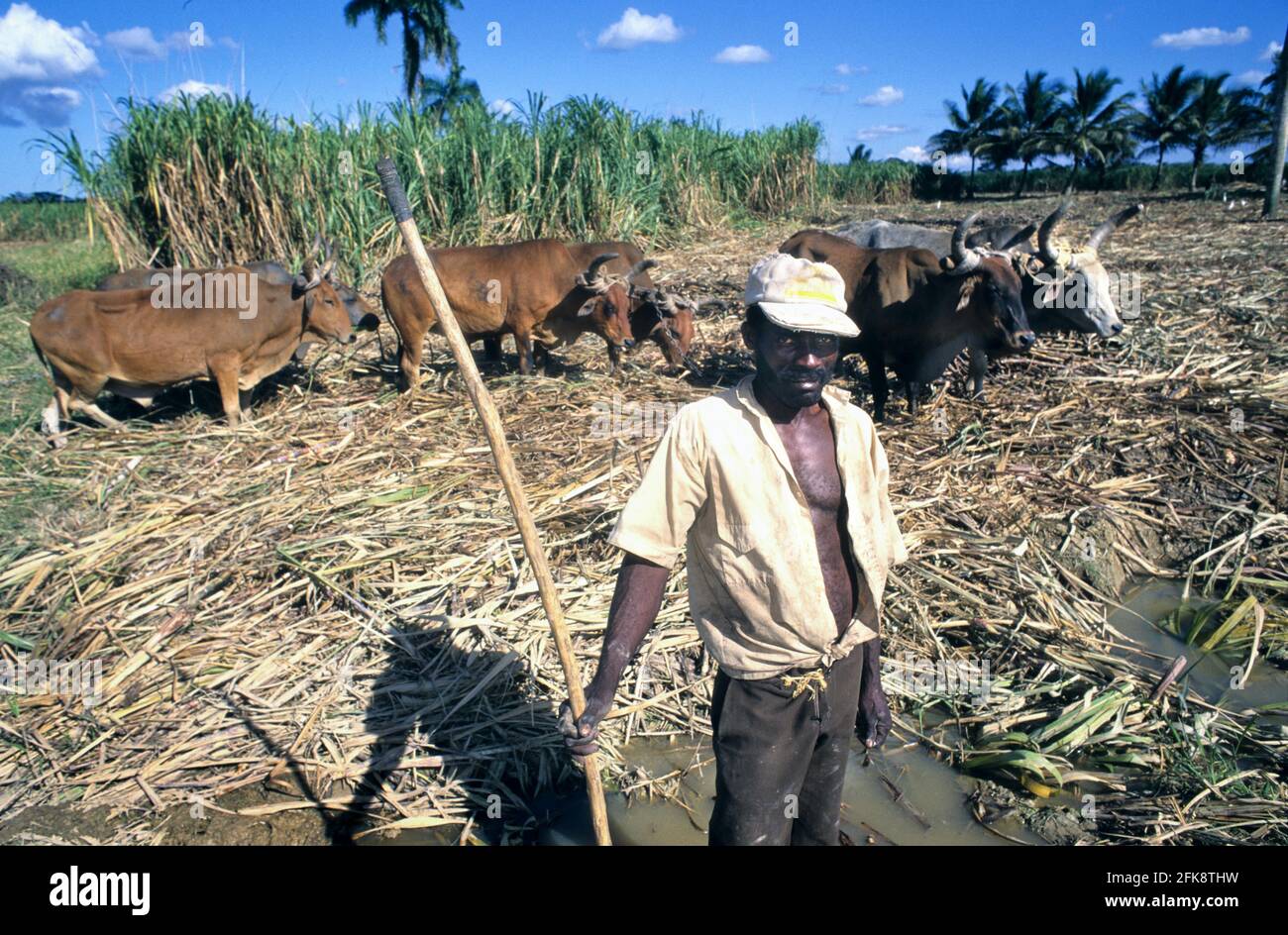 Dominikanische Republik, haitianischer Zuckerrohr-Arbeiter mit Ochsen-Gespann, Ernte bei Higüey Stock Photo