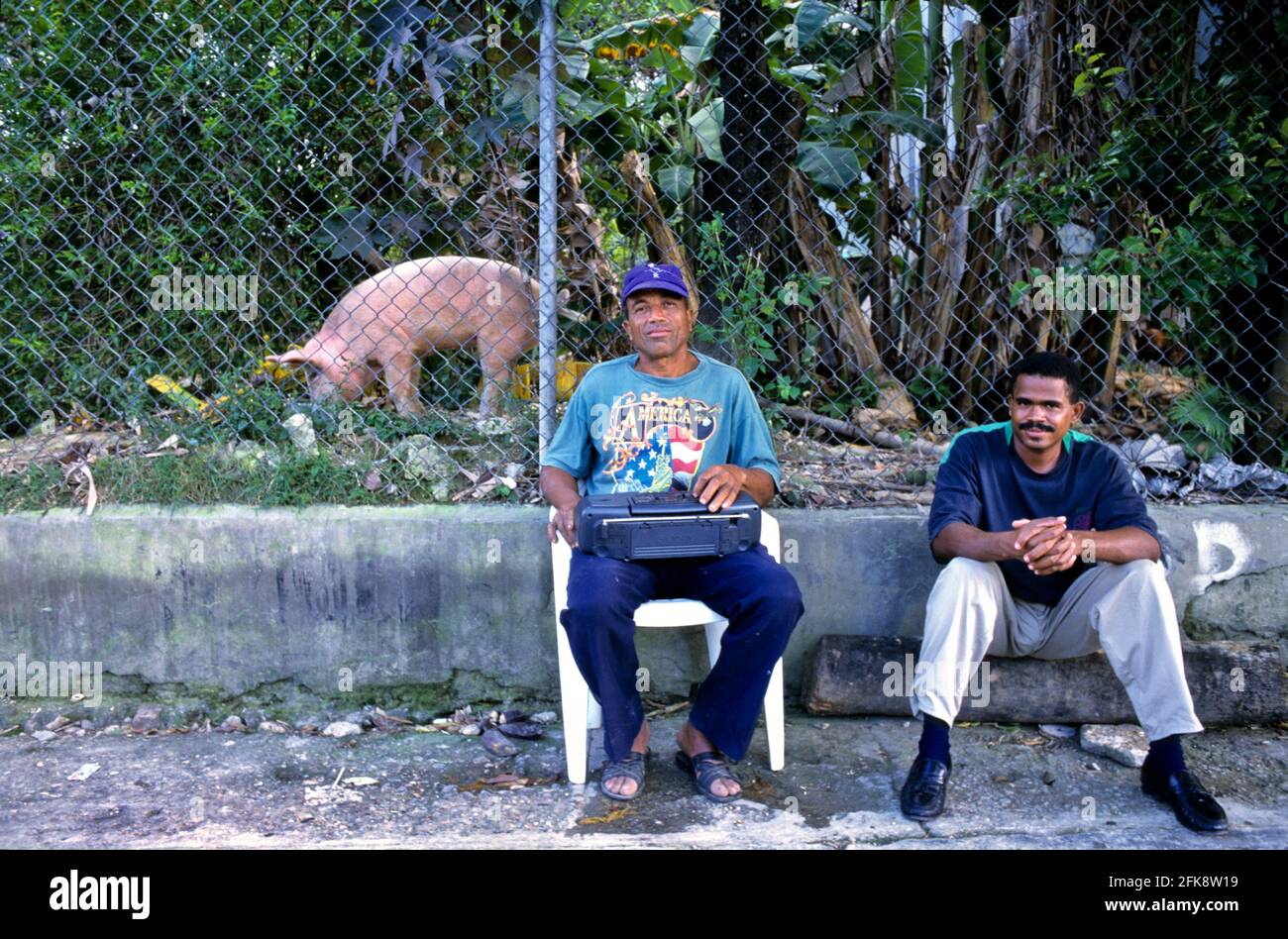 Dominikanische Republik, Straßenszene mit Hausschwein, in Puerto Plata Stock Photo