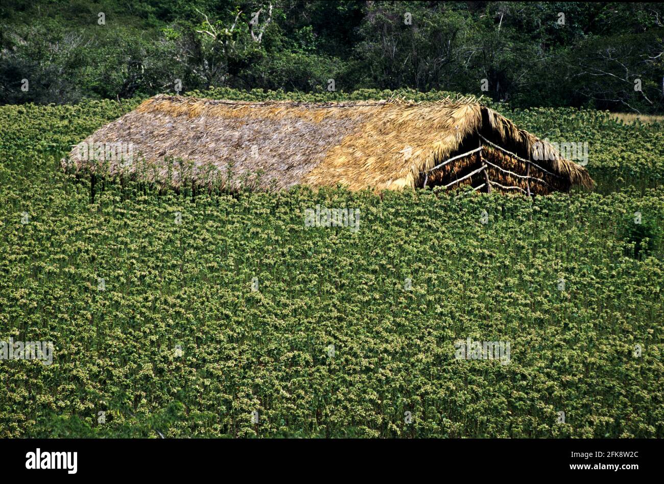 Dominikanische Republik, Tabak-Anbau, bei Altamira Stock Photo