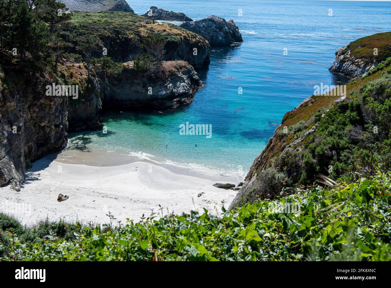 China beach with California Harbor Seals on beach. Point Lobos State Reserve, California Stock Photo