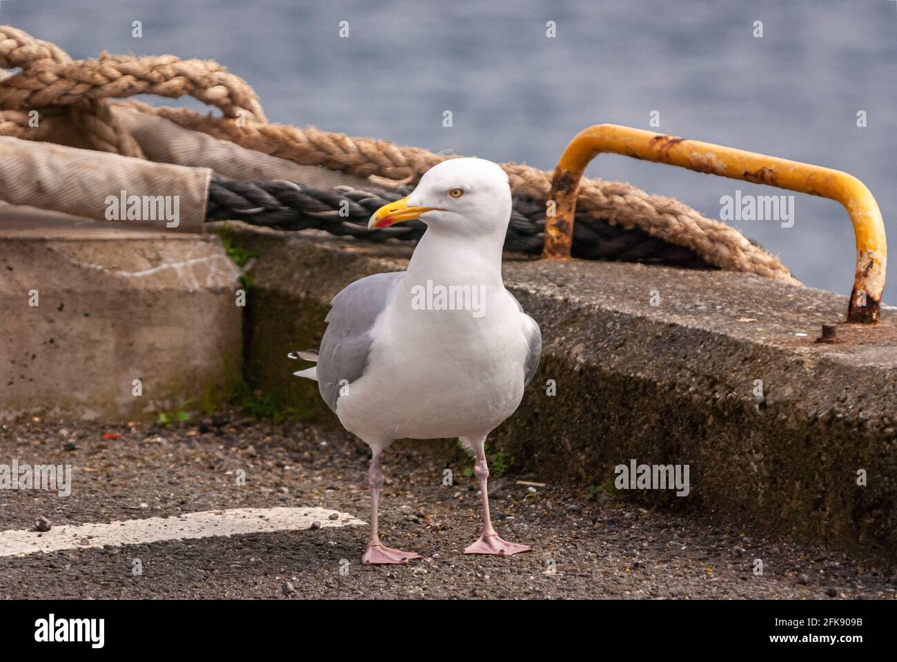 A spring 3 shot HDR image of a European Herring Gull, Larus argentatus, standing on a harbour wall at Carradale, Kintyre, Scotland. 17 April 2010 Stock Photo
