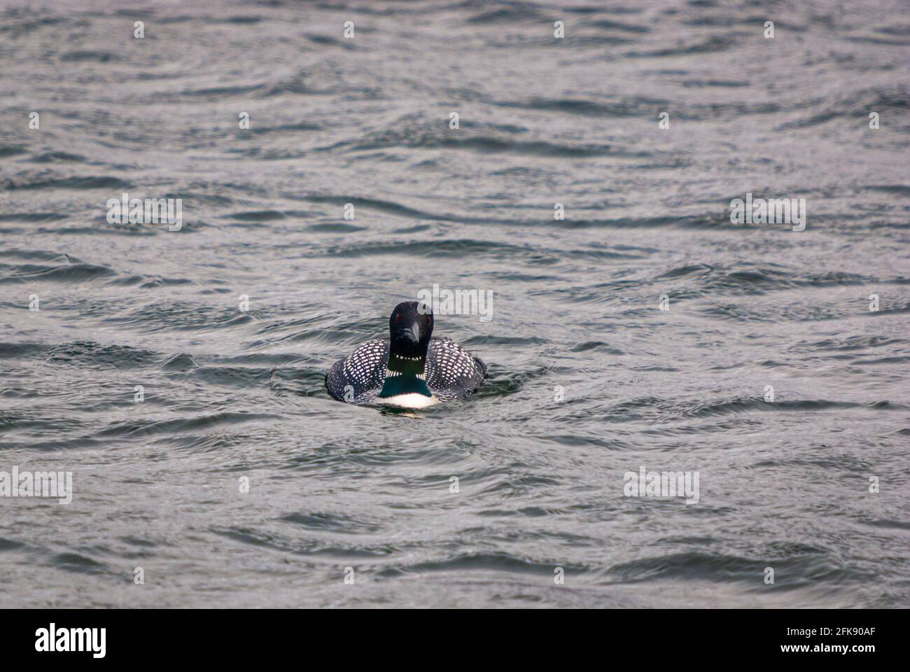 A damp, spring, 3 shot HDR image of a Great Northern Diver, Gavia immer, also know as the Common Loon, at Carradale, Kintyre, Scotland. 17 April 2010 Stock Photo