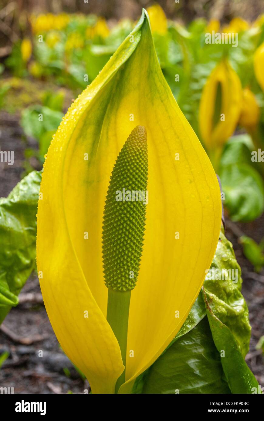 A spring 3 shot HDR image of the Western Skunk Cabbage ,Lysichiton americanus, also called Yellow Skunk Cabbage, Scotland. 17 April 2010 Stock Photo