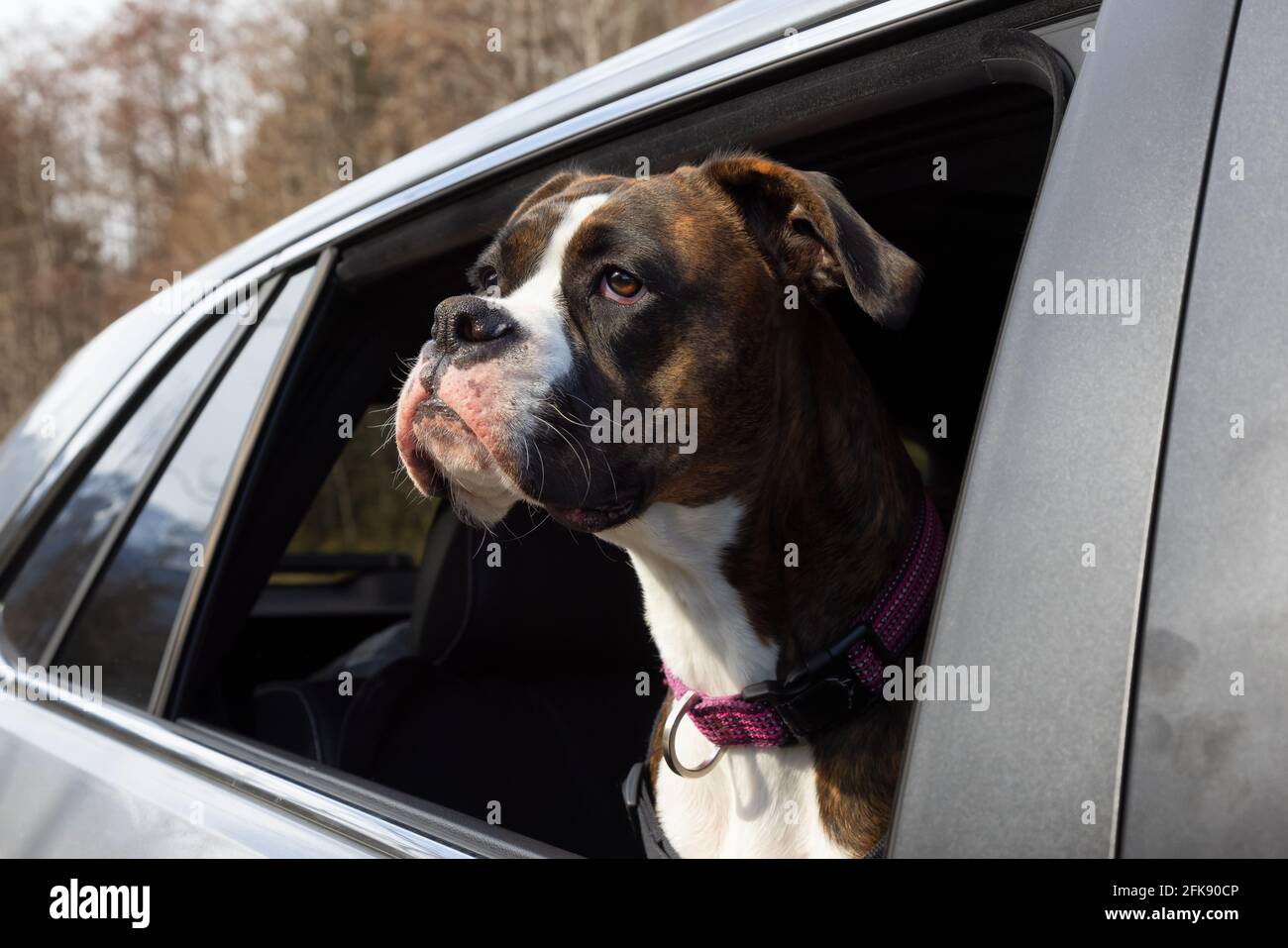 Adorable Female Boxer Dog with Face Out the Car Window Stock Photo Alamy