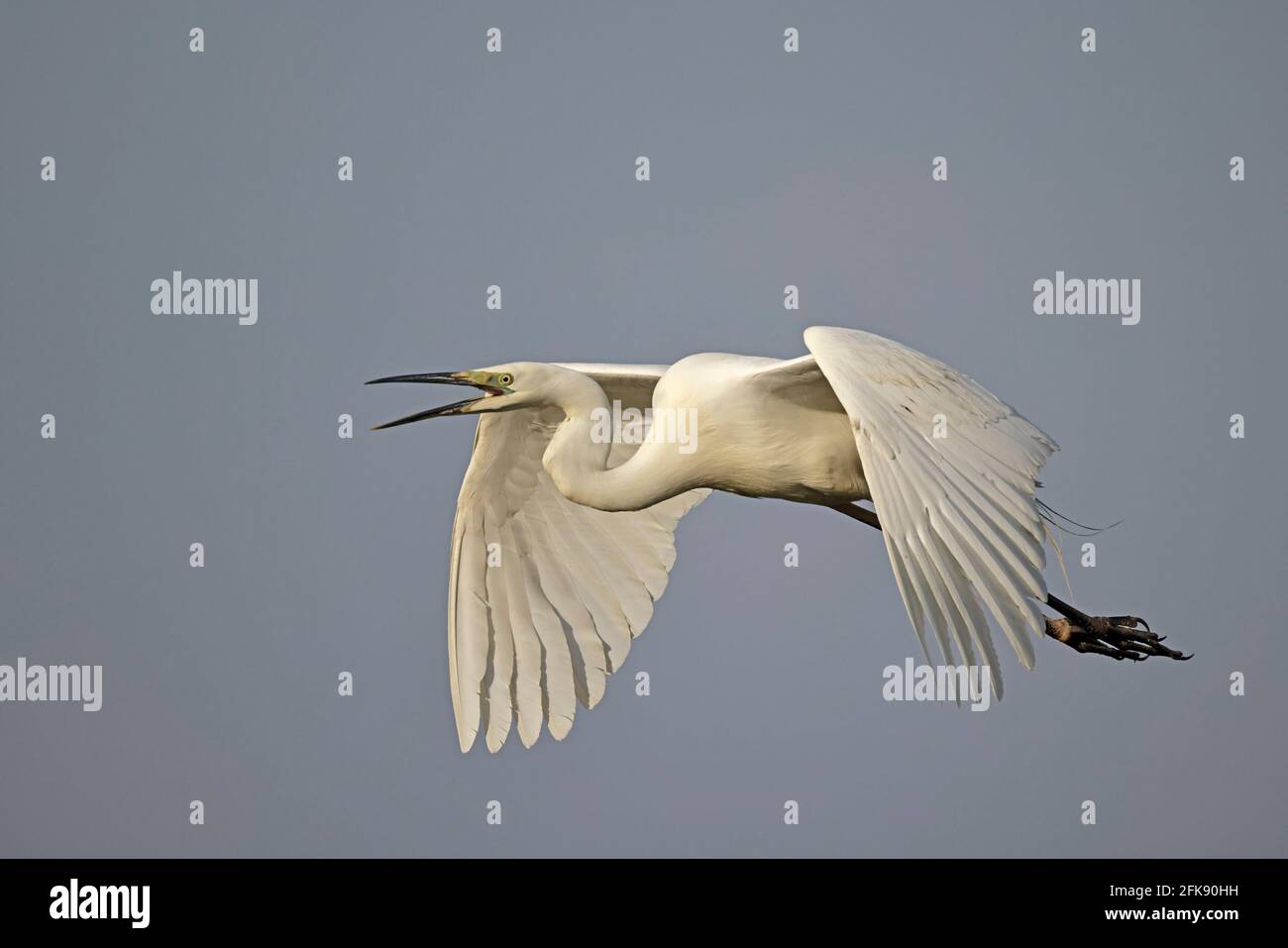 Breeding Great Egret in Flight Ham Wall Somerset UK Stock Photo