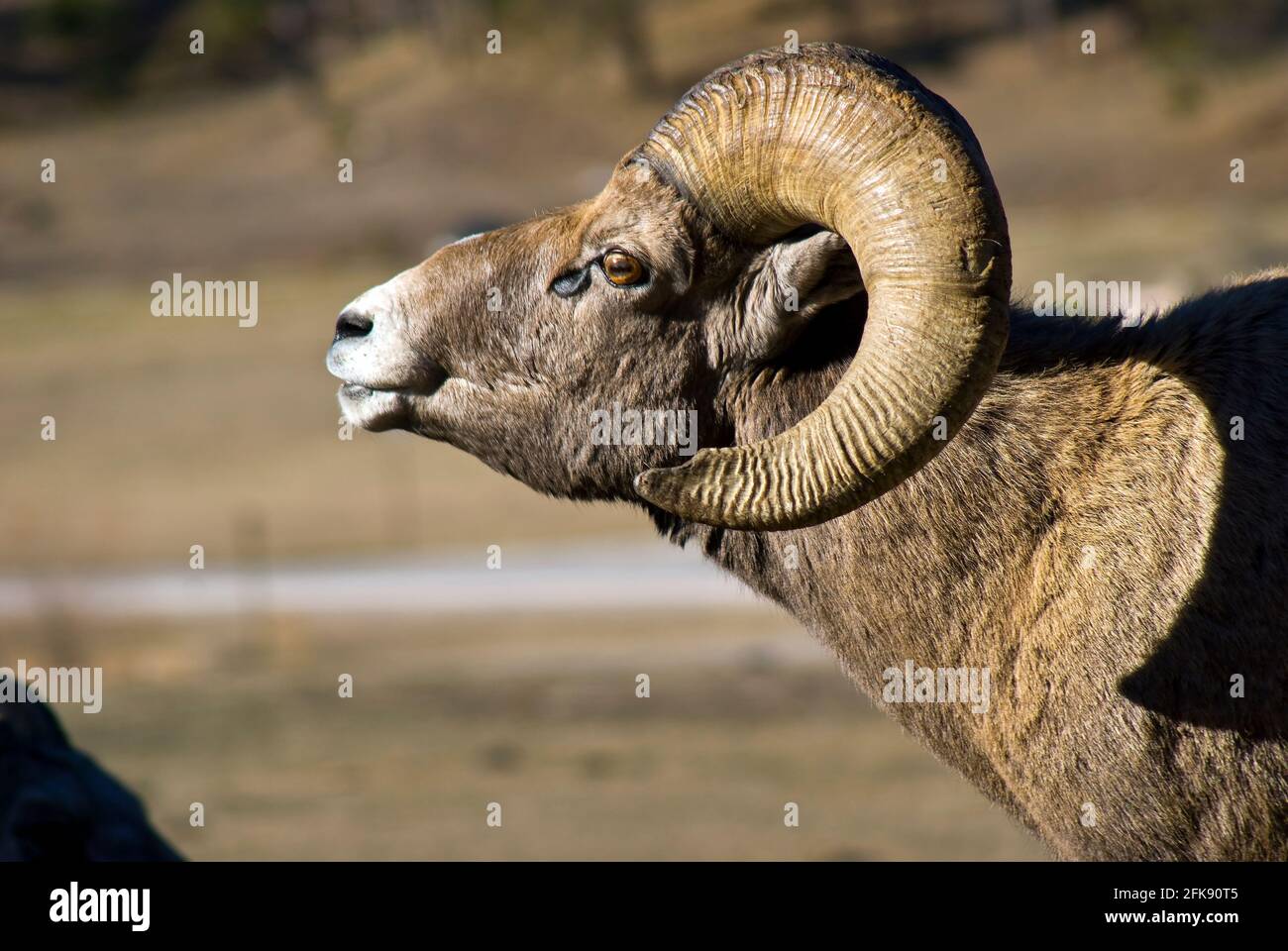 Ram bighorn sheep (Ovis canadensis), with trophysize horns, Custer