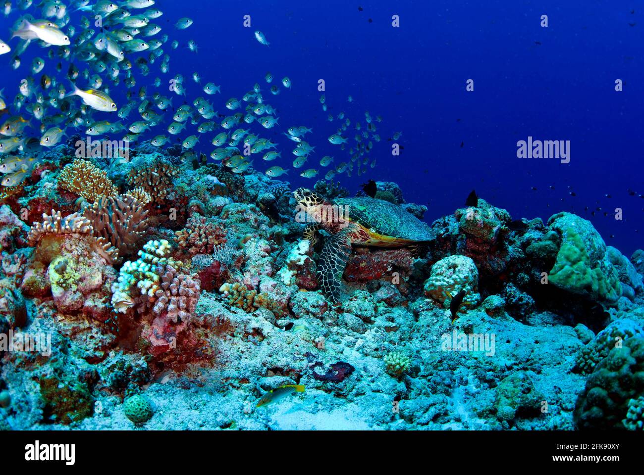 Green sea turtle (Chelonia Midas) at cleaning station on coral reef, clouds of reef fish overhead, Palau, Micronesia Stock Photo