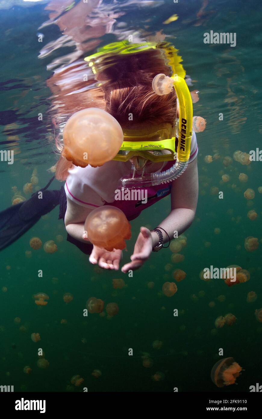 Snorkeler and non-poisonous jellyfish at Jellyfish Lake, Eil Malk Island, Palau, Micronesia Stock Photo