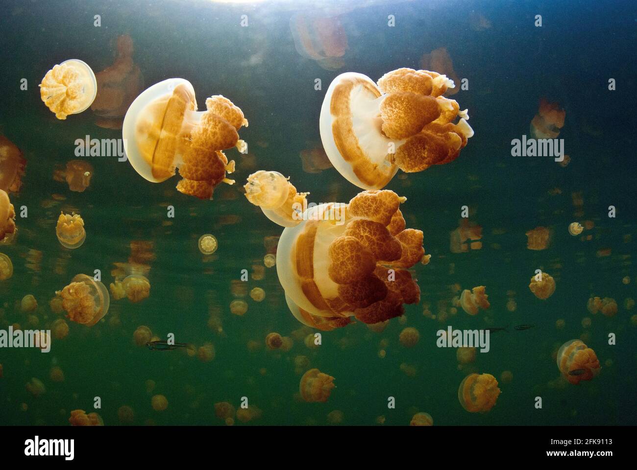 Swarm of non-poisonous jellyfish at Jellyfish Lake, Eil Malk Island, Palau, Micronesia Stock Photo