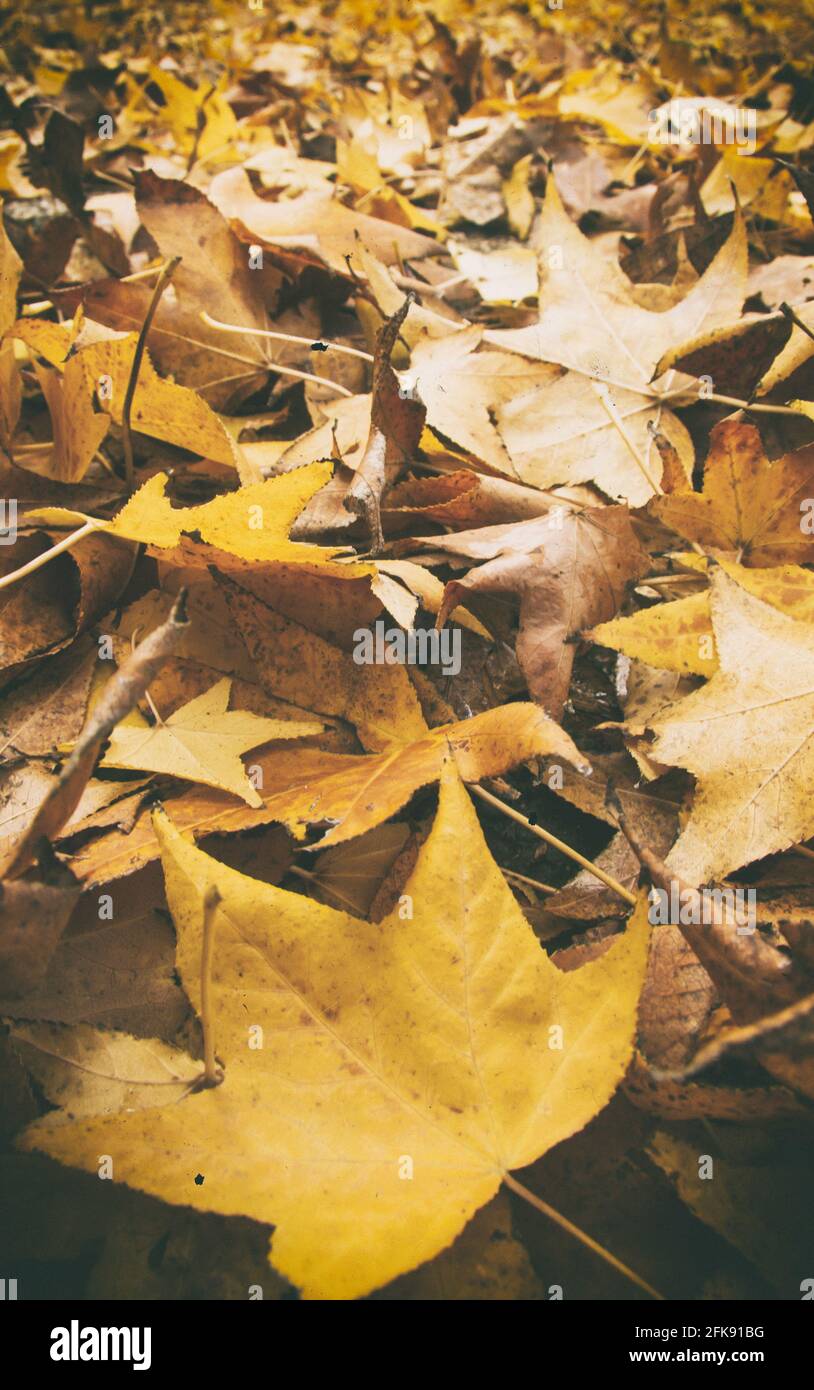Yellow leaves autumn hi-res stock photography and images - Alamy
