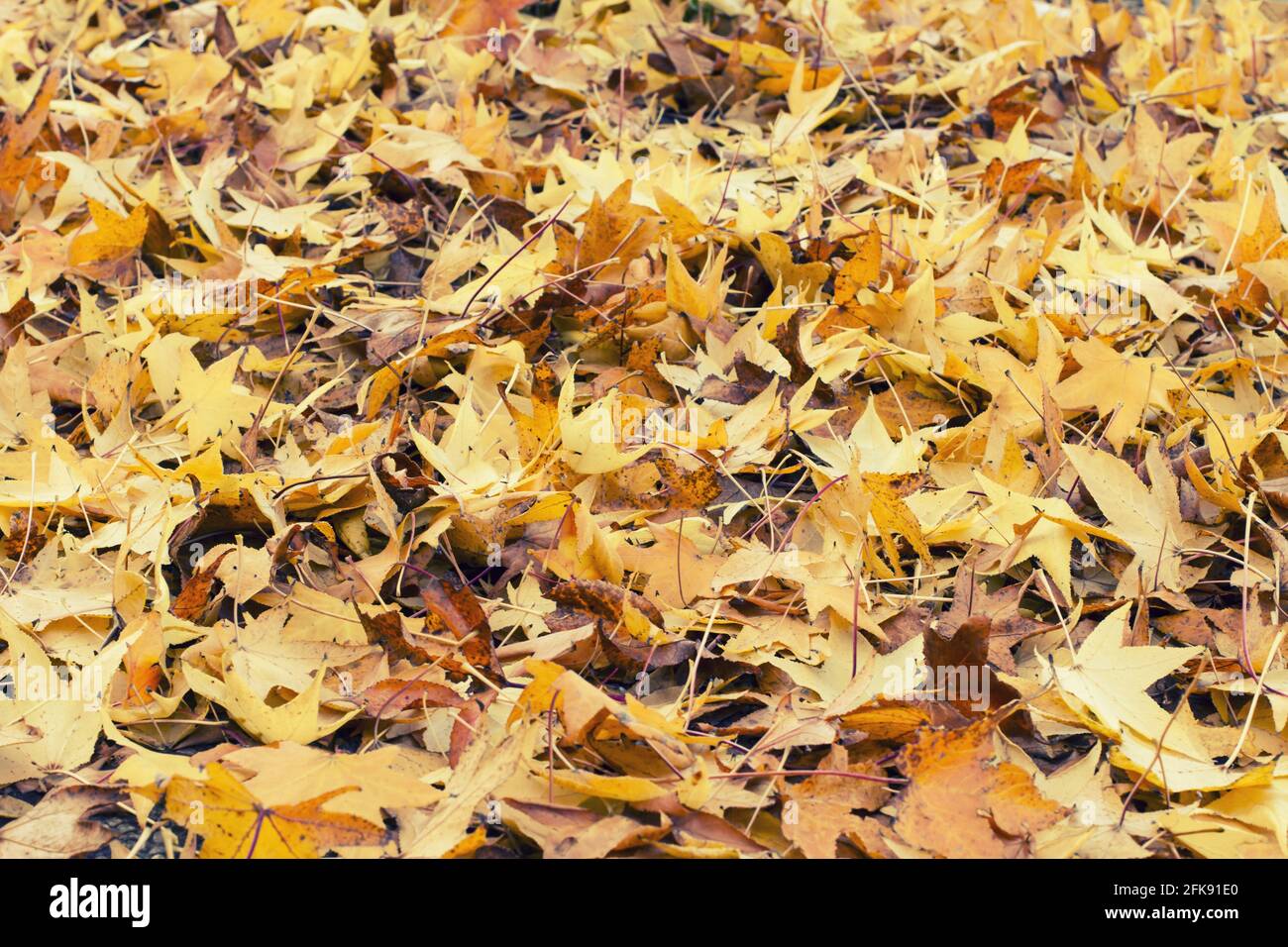 yellow leaves autumn on the ground Stock Photo - Alamy