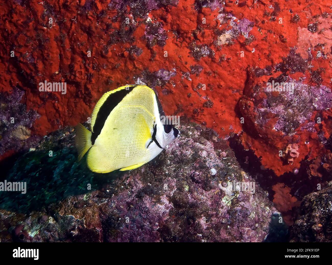 Blacknose butterflyfish (Johnrandallia nigrirostris), red encrusting sponge, Coiba Marine Park, Panama Stock Photo