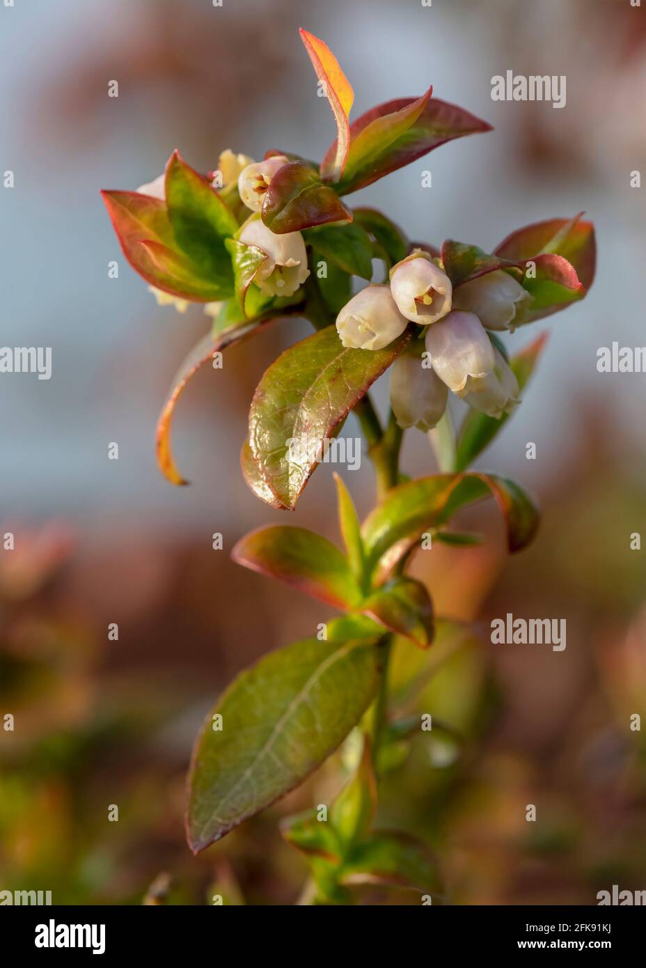 blueberry flowers on a branch  macro close up in shallow depth of field blurred background for copy space Stock Photo