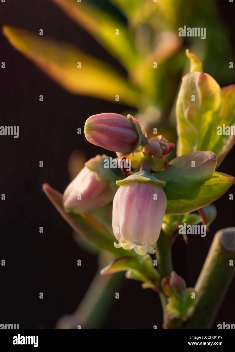 focus on a single blueberry flower on a branch with buds   macro close up in shallow depth of field   dark  background for copy space Stock Photo