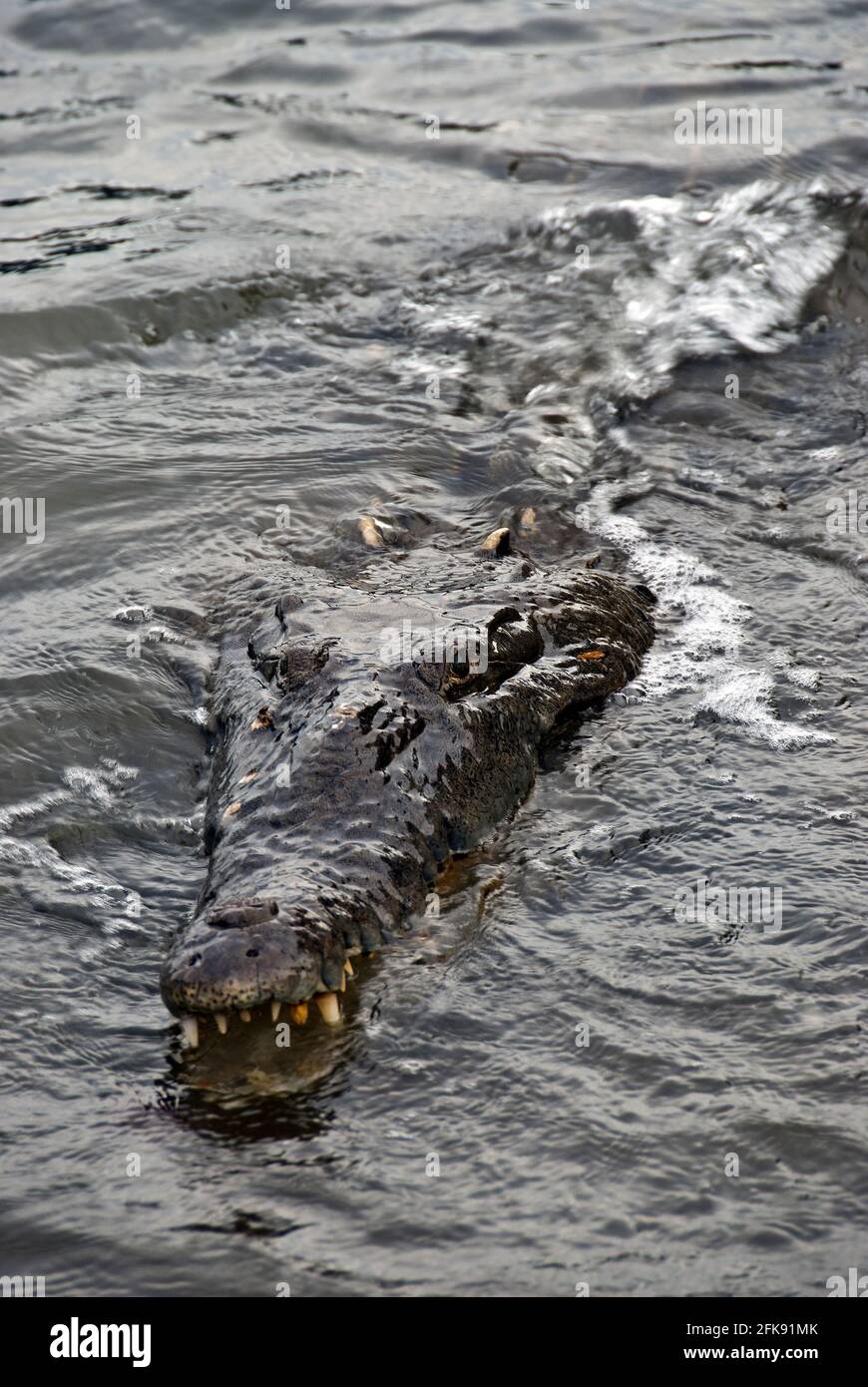 Close-up of American Crocodile (Crocodylus acutus), Coiba Island, Panama Stock Photo