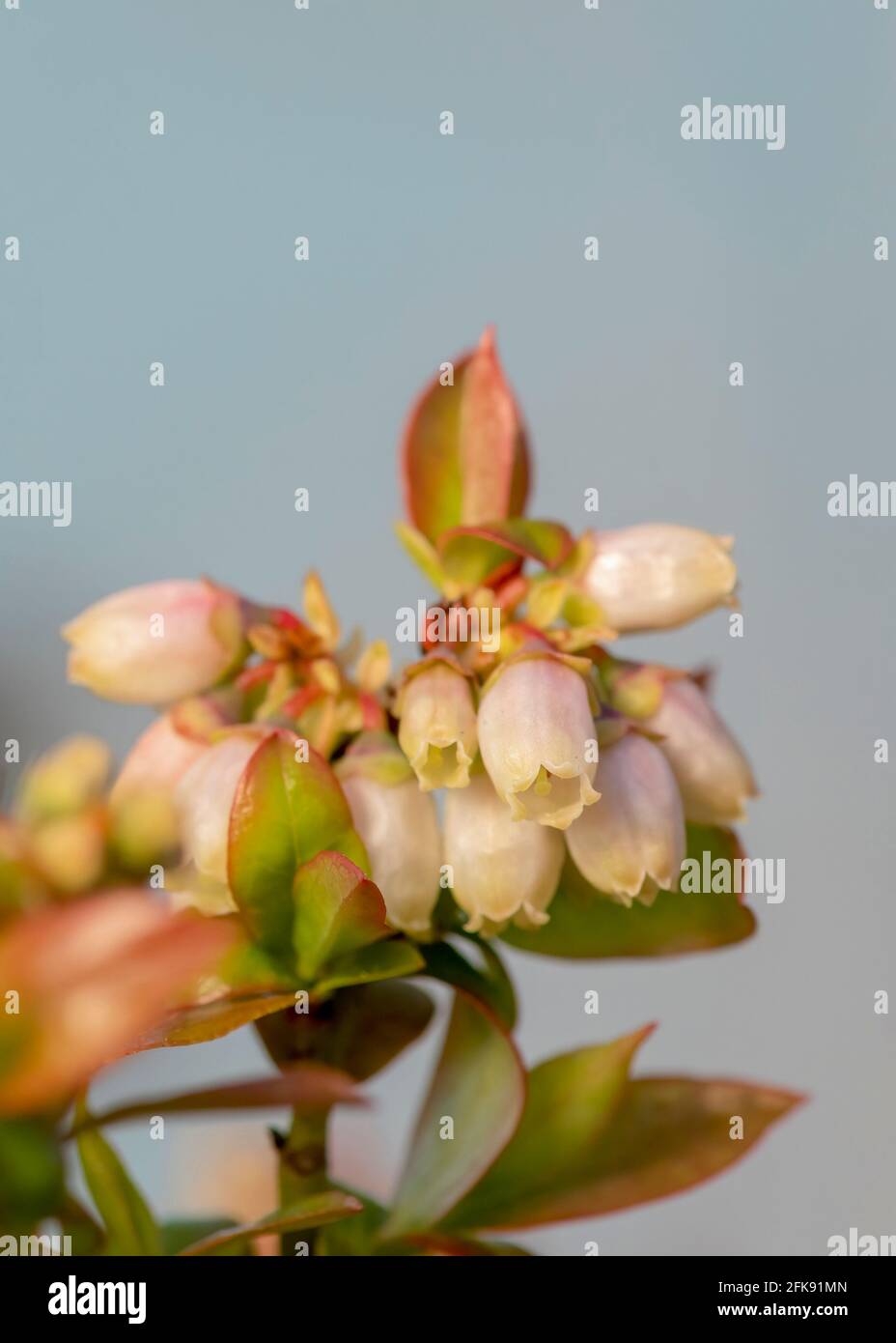 blueberry flower macro close up in shallow depth of field   plain background for copy space Stock Photo