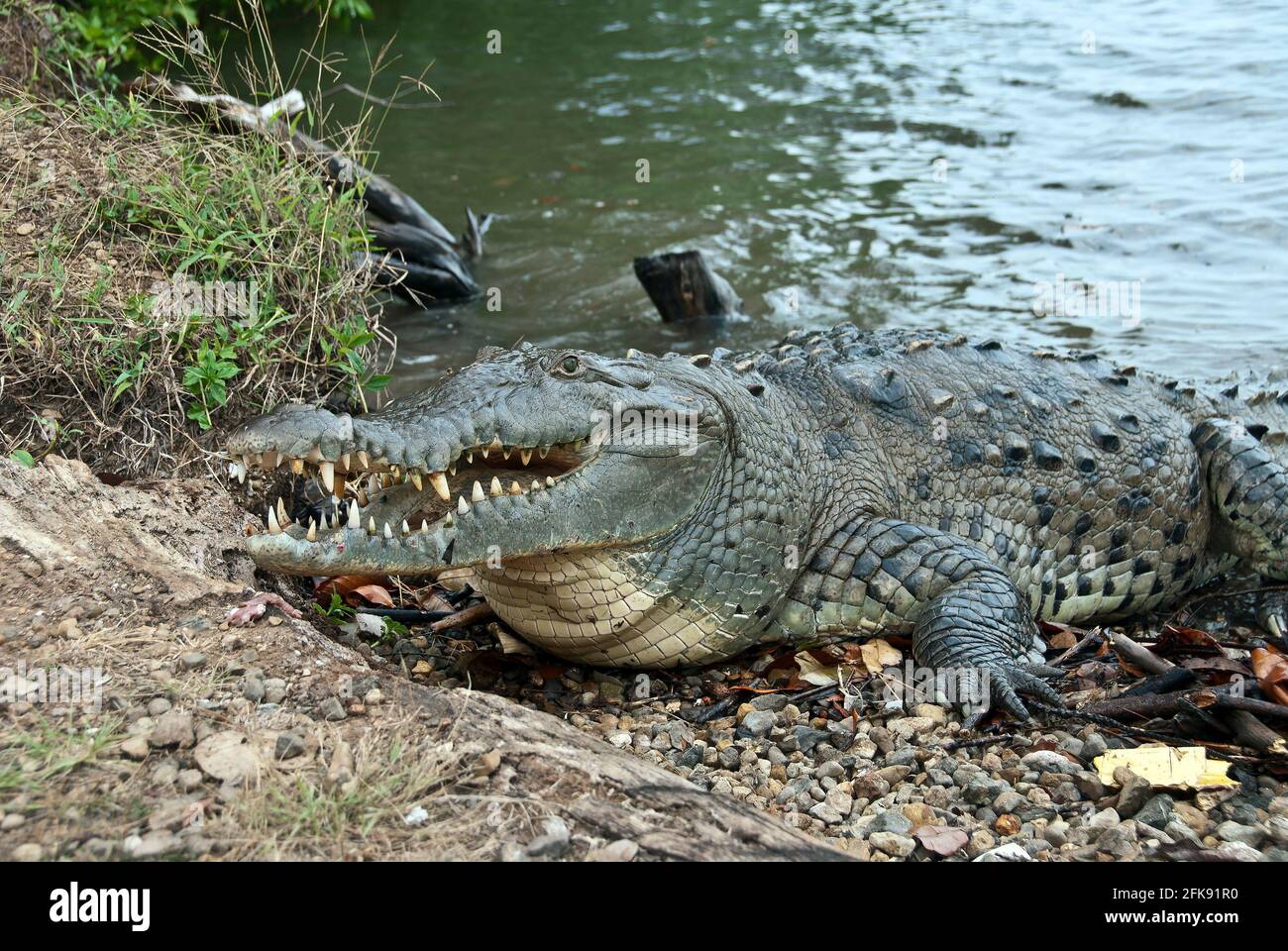 Close-up of American Crocodile (Crocodylus acutus) feeding, Coiba Island, Panama Stock Photo