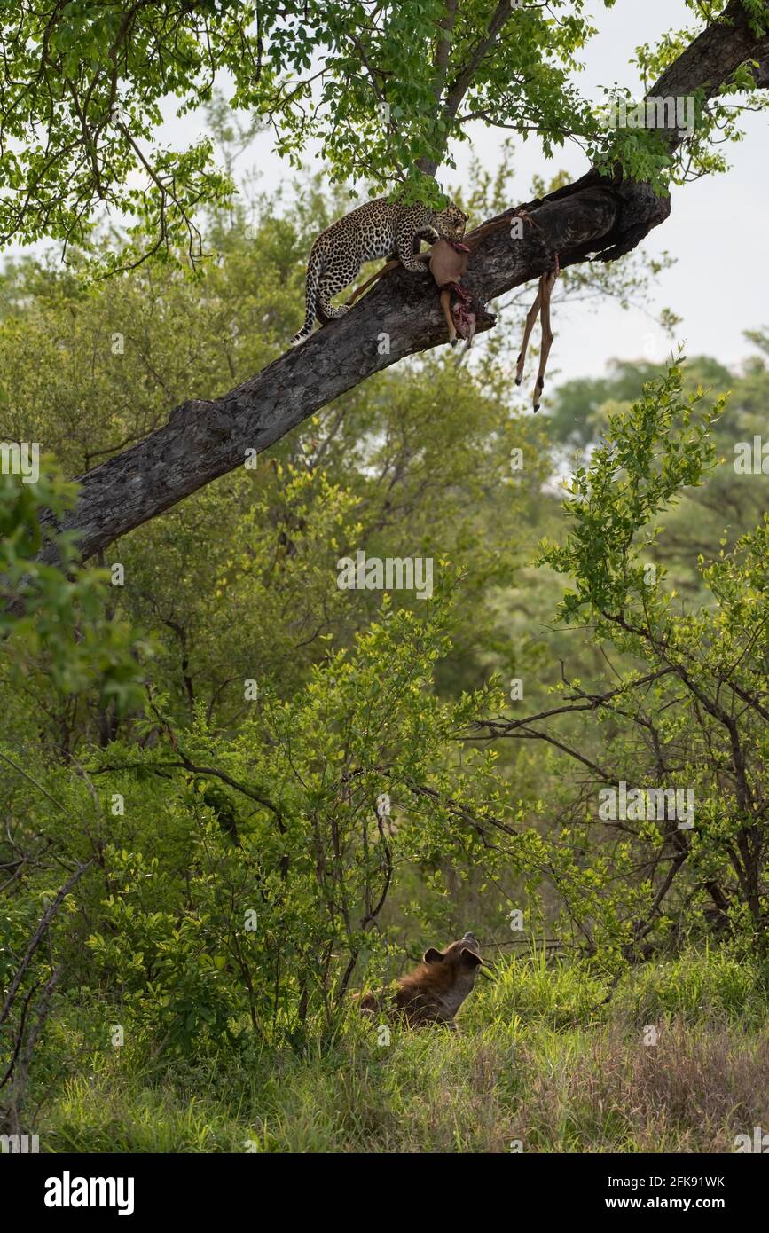 An opportunistic hyaena waiting under a tree hoping the leopard will drop down a tasty morsel Stock Photo