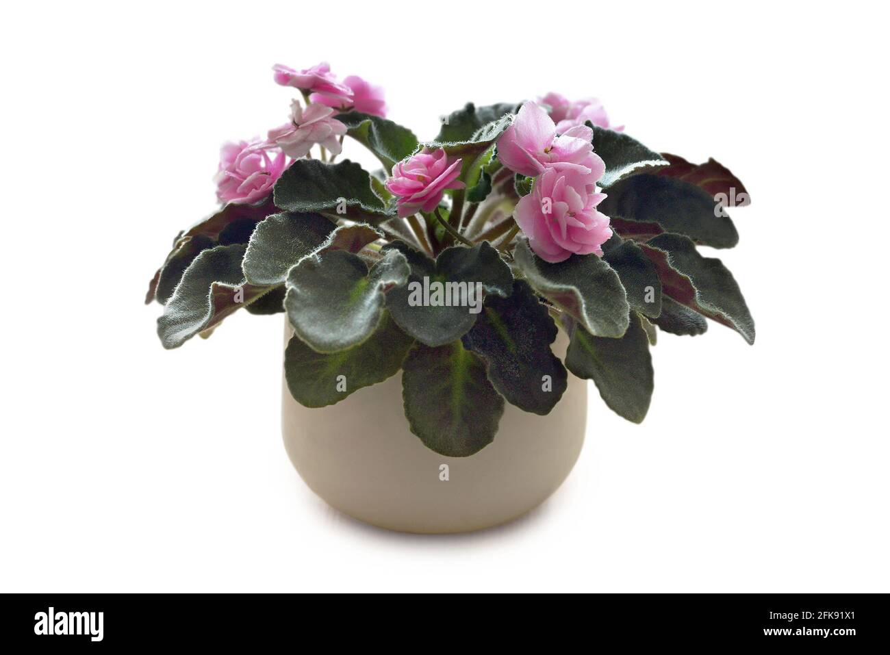 African violet plant in flower pot isolated on white background. Saintpaulia Pink Wave Stock Photo