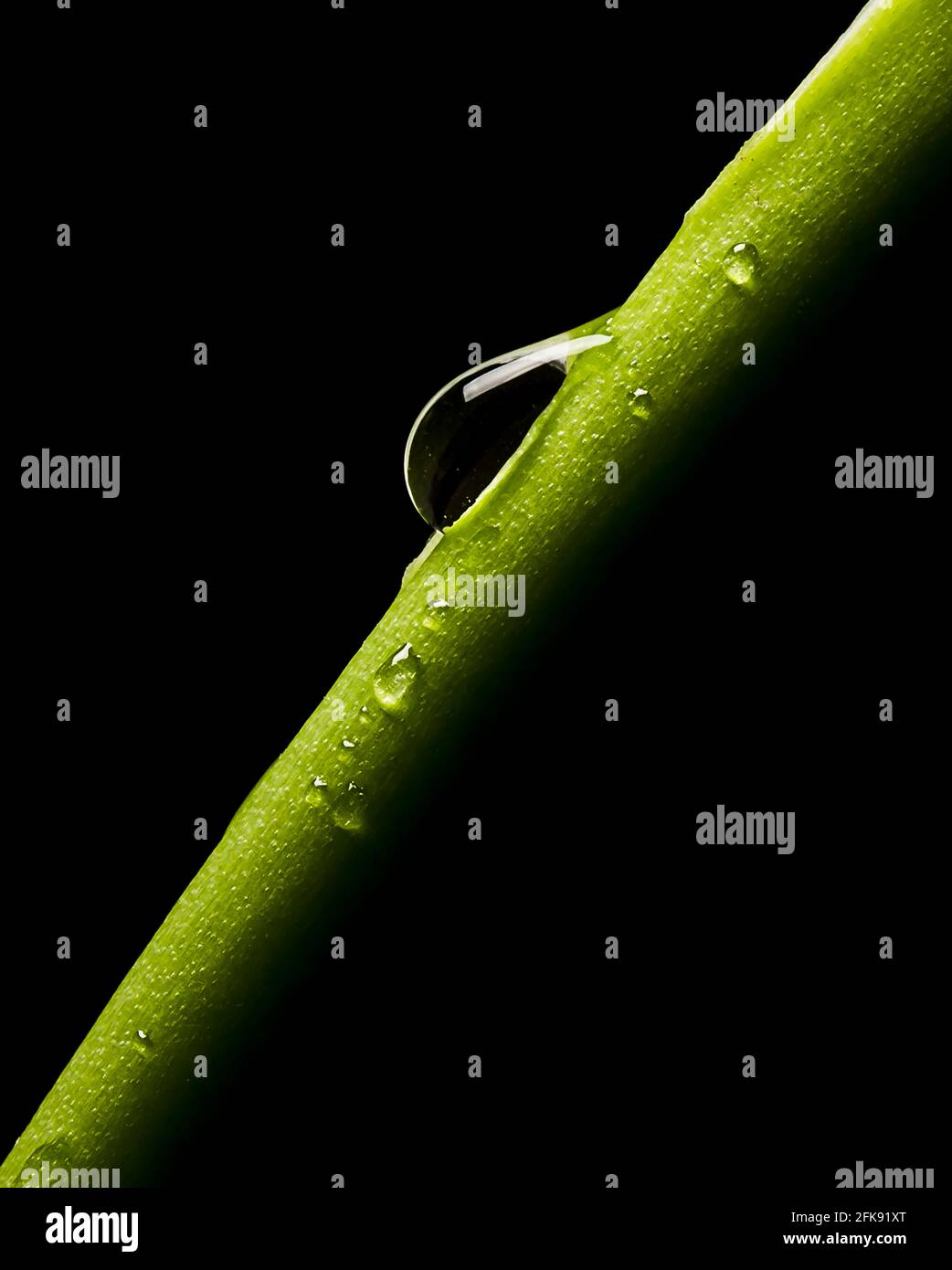 macro of a water drop falling down the stem of a plant Stock Photo - Alamy