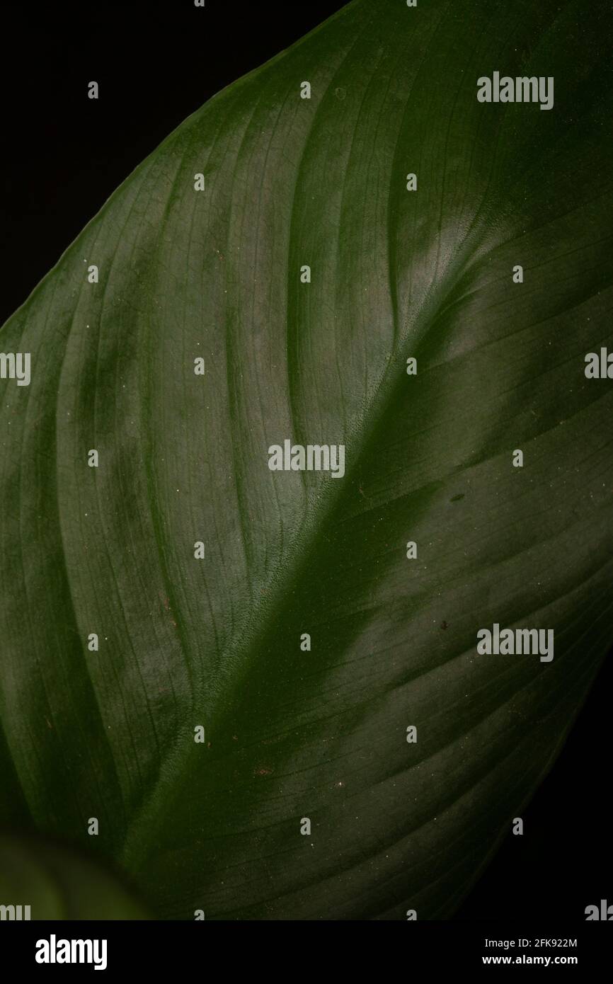 Macro Of A Green Leaf Spathiphyllum Stock Photo Alamy macro-of-a-green-leaf-spathiphyllum-stock-photo-alamy