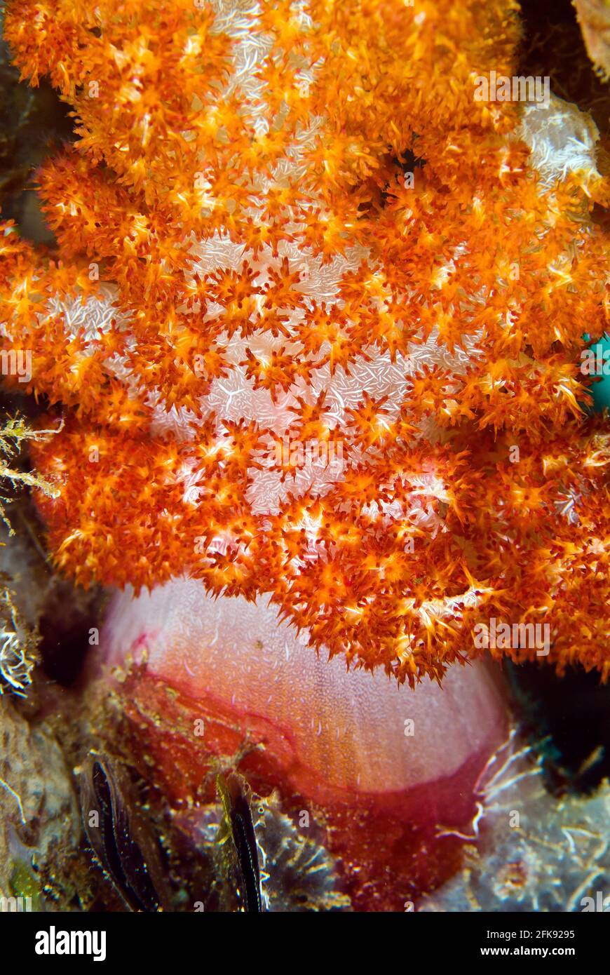 Orange soft coral, Solomon Islands Stock Photo