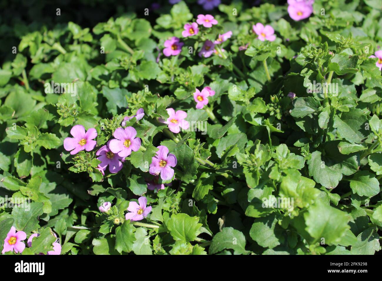 blossoming bacopa in the garden Stock Photo