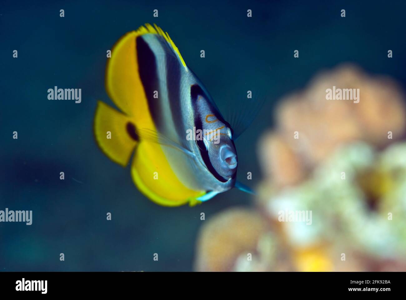 Pacific double-saddle butterflyfish (Chaetodon ulietensis), Solomon Islands Stock Photo