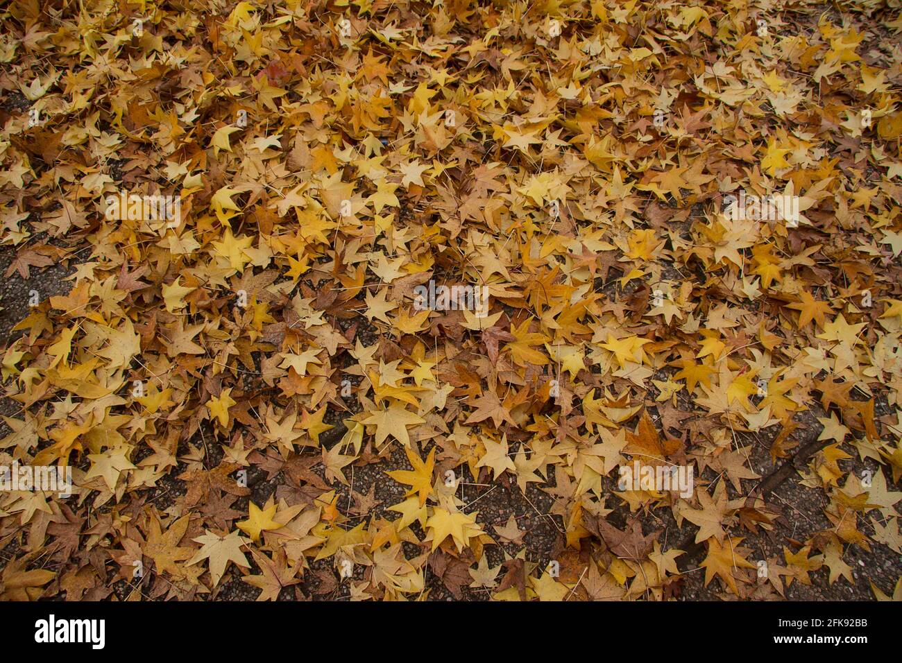 yellow leaves autumn on the ground Stock Photo - Alamy