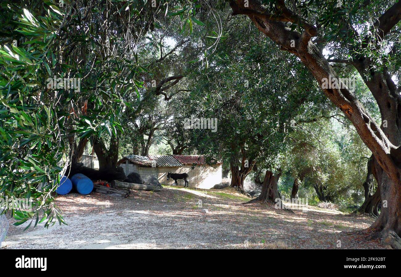 A donkey in a shady old Corfu (Greece) olive grove. Local legend states that St Spyridon appeared in an olive grove and instructed the islanders not to cut or beat the branches of the trees because it was cruel. Consequently  for centuries locals have not pruned the trees, and instead of picking the olives they allow  them to  fall to the ground naturally, catching them in  nets beneath the trees. There are around 3-4 million trees on the island thanks to the Venetians in the 16th century who ensured the continuity of oil production by paying 10 gold pieces for every 100 olive trees planted. Stock Photo