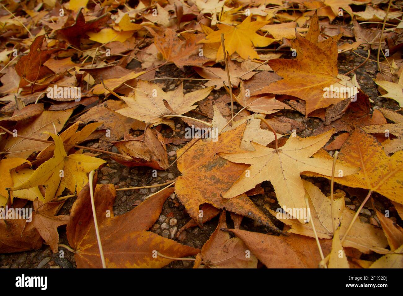 yellow leaves autumn on the ground Stock Photo - Alamy