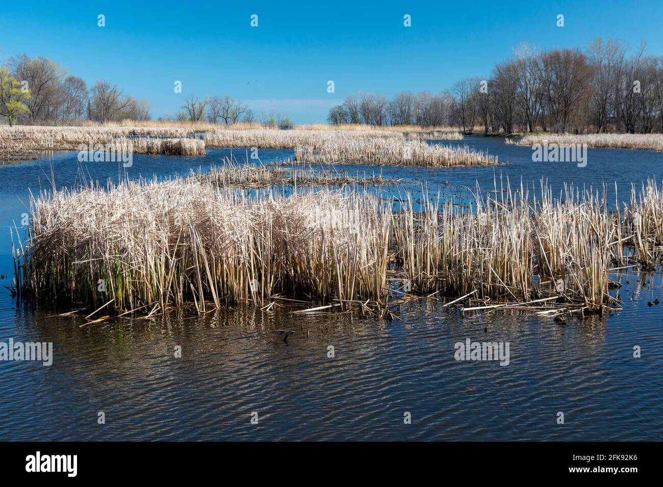 Rockwood, Michigan - Wetland at Lake Erie Metropark. Stock Photo