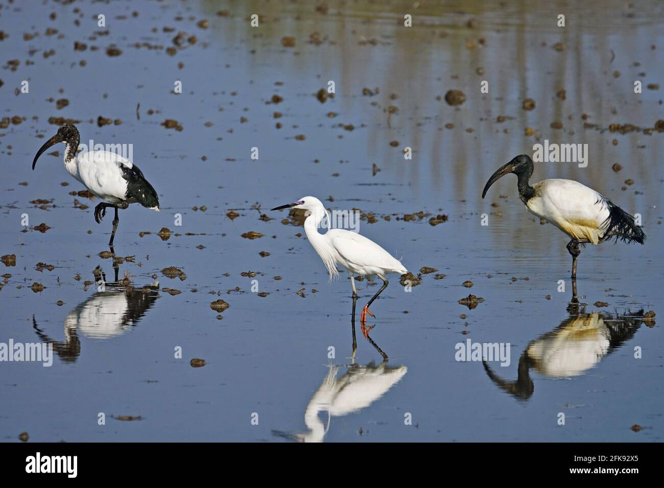 African sacred ibis and little egret in a rice field. Bird. Animals. Stock Photo