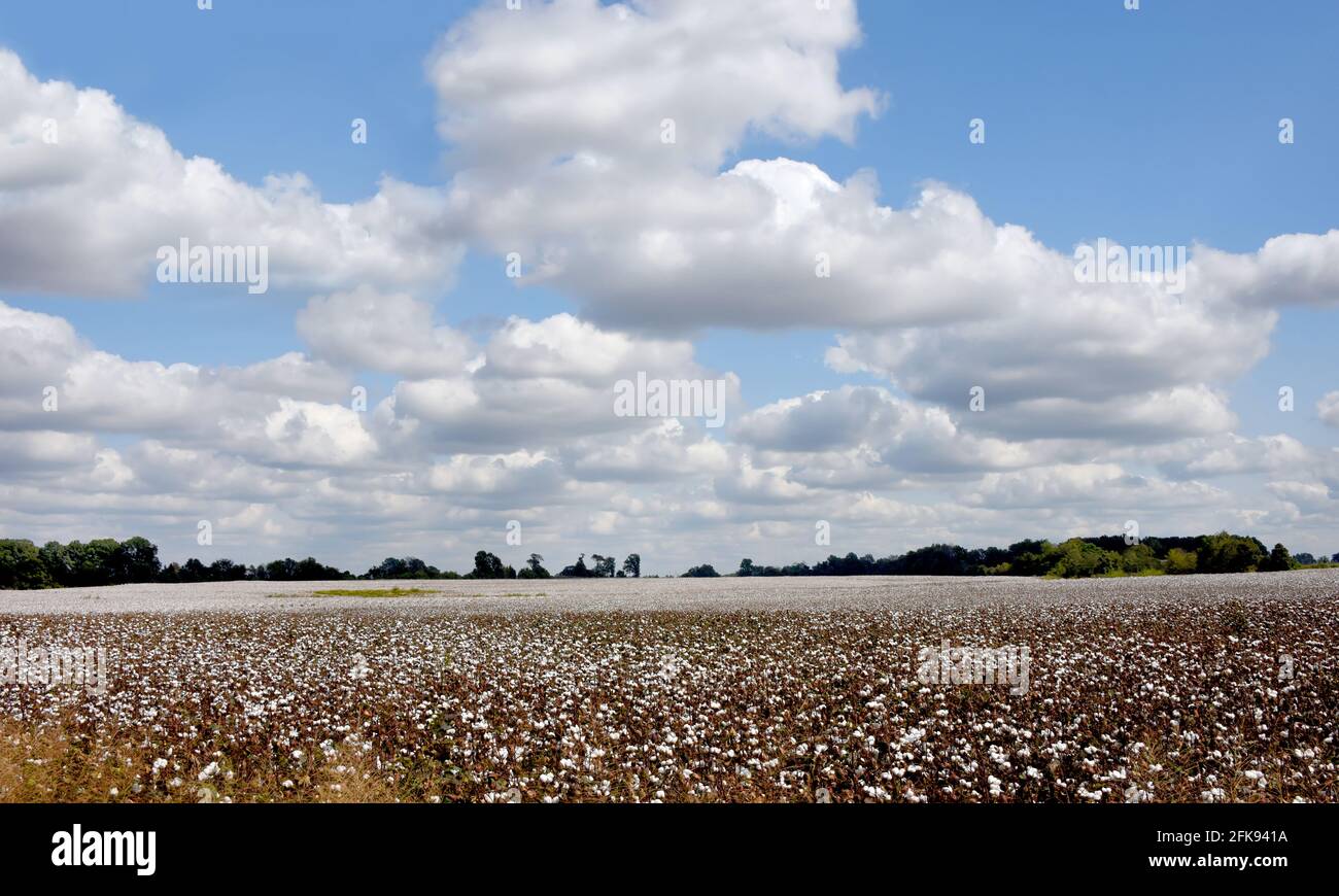 Acres and acres of white cotton sits ready for harvest in field in