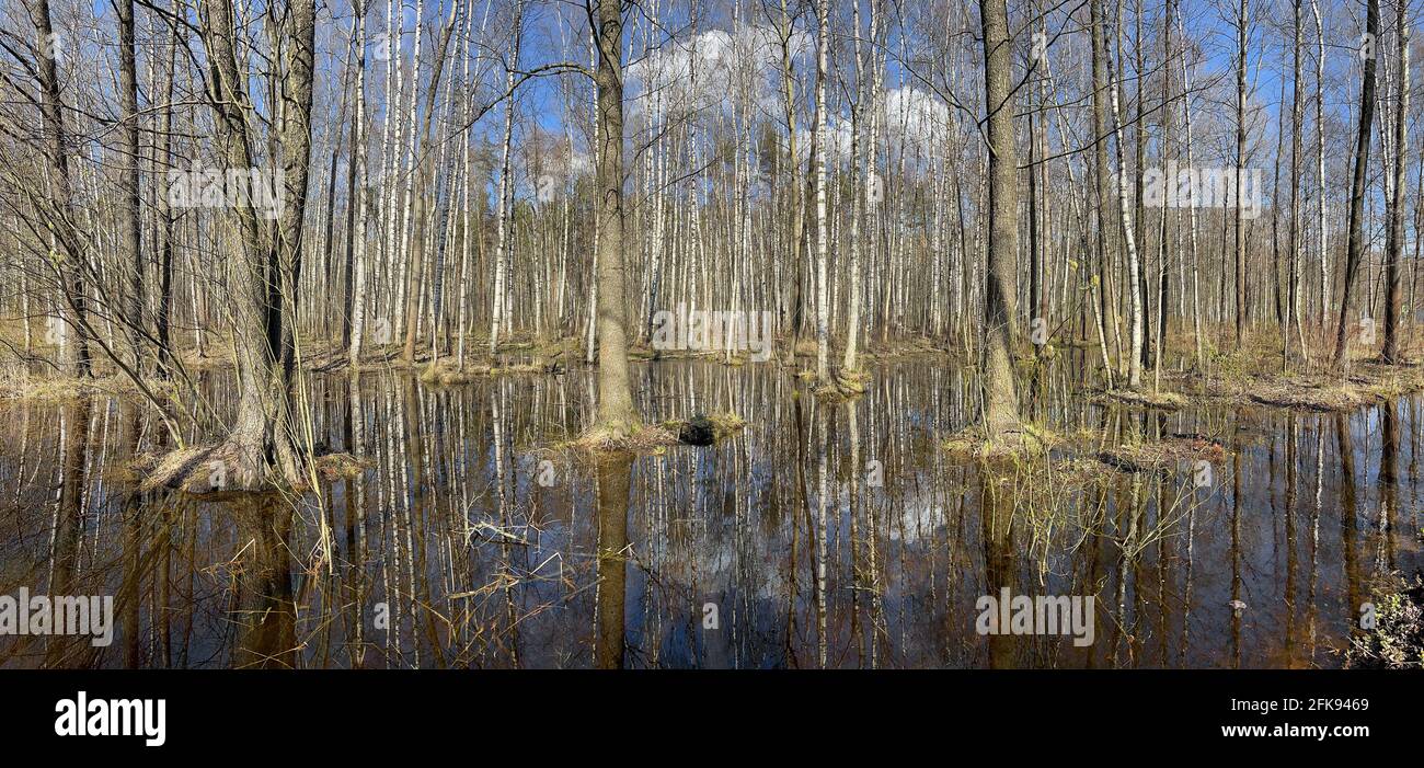 Tree Spring In Water In the wood the spring begins, trees stand in water, a sunny day ...