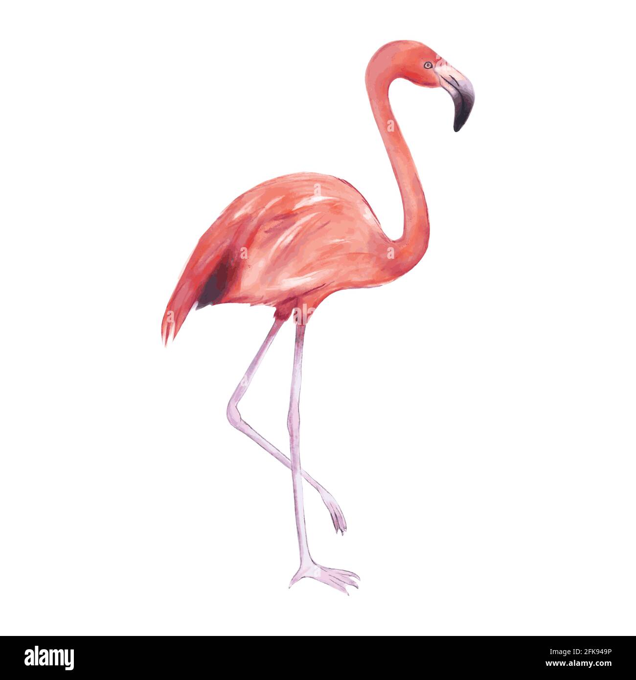 Vector illustration of a pink flamingo in watercolor on a white background Stock Vector