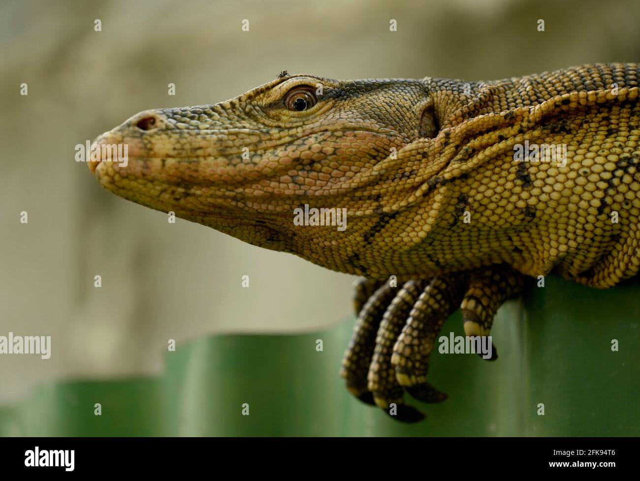 Bangkok, Thailand. 29th Apr, 2021. A close up of a monitor lizard with