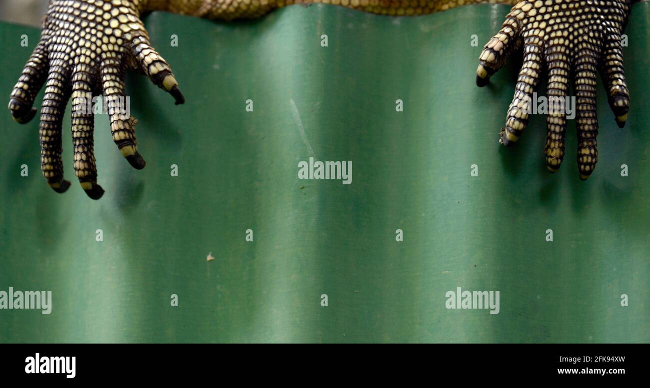 Bangkok, Thailand. 29th Apr, 2021. A close up of the claws of a Monitor